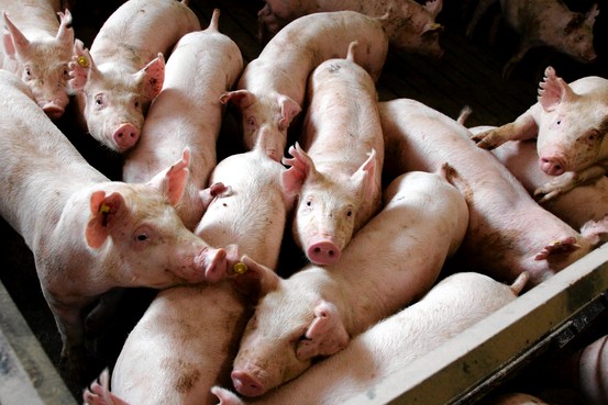 China has imposed stricter restrictions on imports of live pigs from the United States.jpg