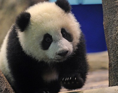 China postpones the lease of giant pandas from Malaysia .jpg