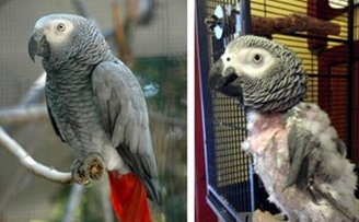 The parrot has been detained for 3 years. He suffers from depression and pulls out his feathers.jpg