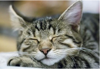 What dreams do animals do when they sleep.jpg