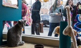 The first cat cafe in North America opened in New York. Cats cute customers.jpg