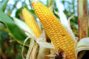 State Council expert China will continue to study genetically modified food.jpg