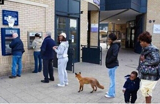 Netizens took photos of cute foxes queuing up to withdraw money. .jpg