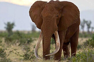Cruel poachers in Kenya killed the elephant king and stole the longest ivory.jpg
