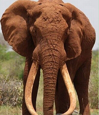 The world’s largest elephant tragically died. The super-long ivory is a killer .jpg