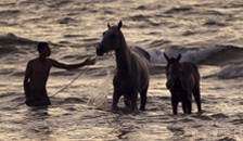 Hold your horses 別著急;慢慢來.jpg