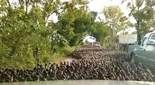 One hundred thousand ducks crossing the road in Thailand, blocking traffic.jpg