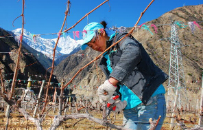 A real visit to the new wine producing area in Yunnan Tibetan area.jpg