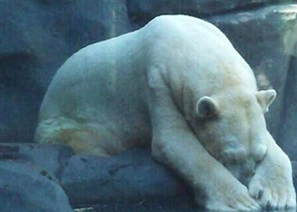 The most miserable polar bear is tortured by Argentina's 40°C high temperature.jpg