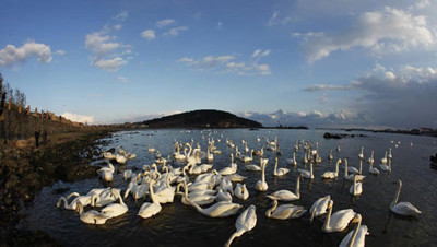 Global tour: Shandong Rongcheng transformed into Swan Lake.jpg