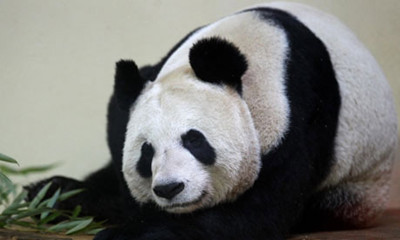 BBC commented that Panda Tiantian was elected to the 2011 Women's List with controversy.jpg