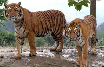 The Indian government relocated an entire village to protect tigers.jpg