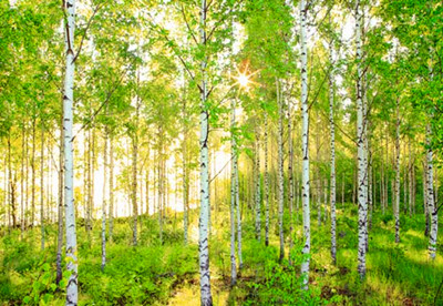 经典诗歌:《白桦林》The white birch forest.jpg