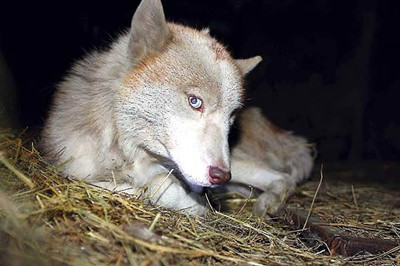 Bilingual expert: "Wild Wolf" was originally a Husky.jpg