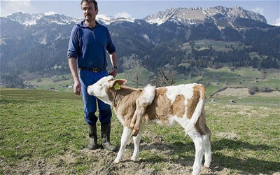 世界奇闻:瑞士惊现六条腿小牛.jpg
