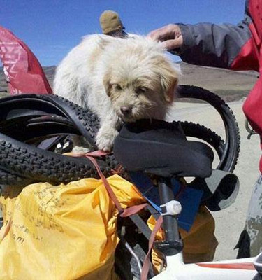 Be a dog and be an inspirational dog: A homeless dog runs thousands of miles to Lhasa.jpg