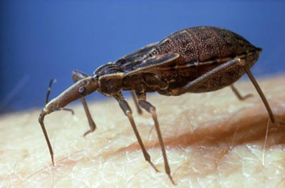 Blood-sucking insects trigger a new type of AIDS, America has become the hardest hit area.jpg