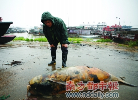 The death of the finless porpoise in Dongting Lake: profiteering by mining sand and exhausting the river to fish.jpg