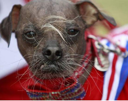 The Chinese Crested Dog was named the world's ugliest dog because it was born ugly and won.jpg