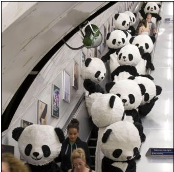 108 super cute "giant pandas" play Tai Chi on the streets of London.jpg
