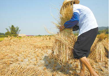 U.S. hot weather may raise global food prices.jpg