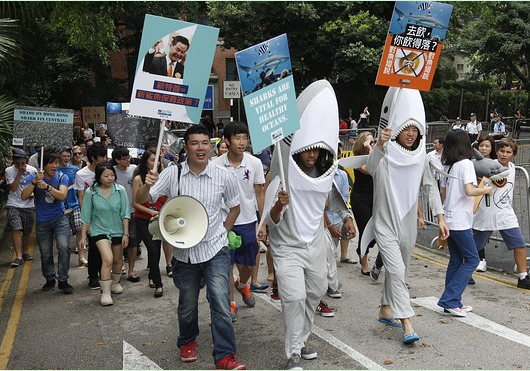 China intends to ban official banquets from eating shark fin.jpg