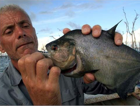 American piranhas specialize in biting male life-roots and cruelty.jpg