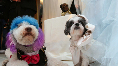 Big Thousand World: Luxury Dog Wedding Sets Record.jpg