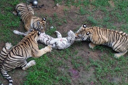 Shandong Zoo staged "Tiger Poison Eater" Three tigers brutally killed young tigers.jpg