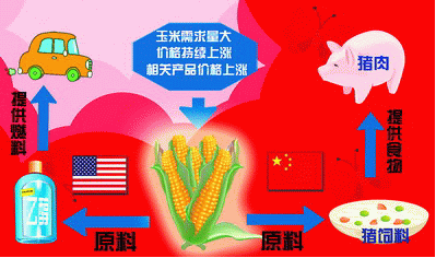 The corn harvest "disaster" will push up U.S. meat prices.jpg