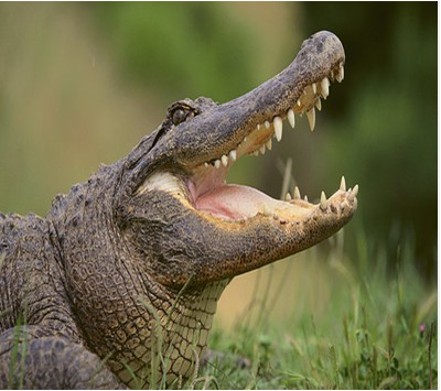 Was bitten by a crocodile and facing charges of illegal feeding of crocodile?.jpg