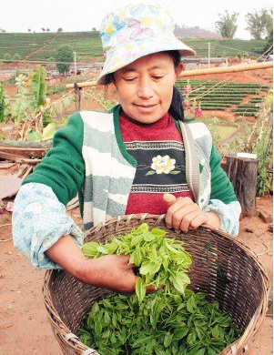 收成不佳导致全球茶叶价格飙升.jpg
