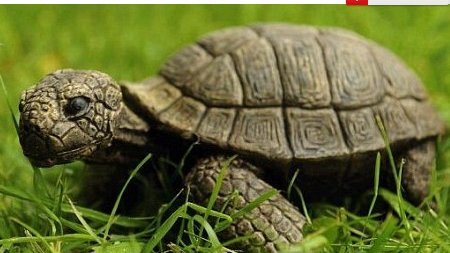 Fake the truth: The tortoise rescued by the love of the mother and daughter is actually a Chinese-made ceramic.jpg
