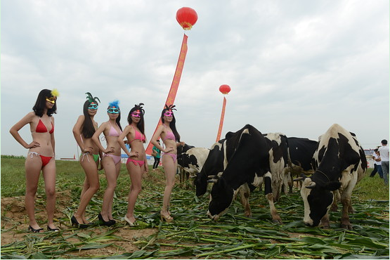 Shanxi Dairy Cow Beauty Pageant Bikini Models Helping out.jpg