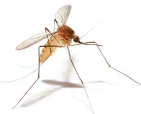 探索发现 避蚊胺 有效避免蚊虫叮咬的方式.jpg