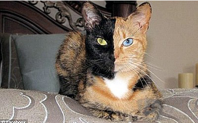 Magic double-sided cat became popular on the Internet: Yin and Yang face with different colors and eyes.jpg