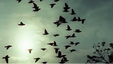 A large number of pigeons disappearing mysteriously in the British "Bermuda in the sky".jpg