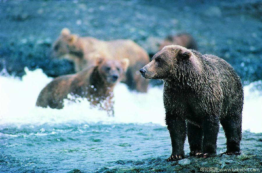 Bears using tools: Is there a sign of evolution behind smartness? .jpg
