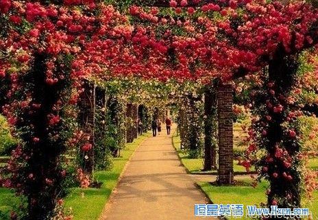 Appreciation of the beautiful article: Facing the sea, spring blossoms.jpg