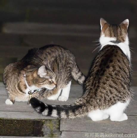 A cat fight broke out on Tangning Street No. 10: The Prime Minister’s Mansion is not tolerant of two.jpg