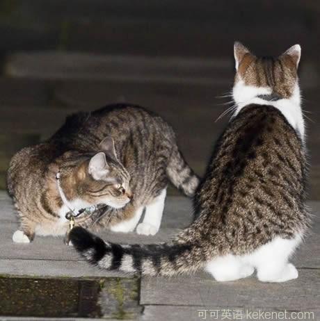 唐宁街10号爆发御猫大战：首相府一山不容二喵.jpg