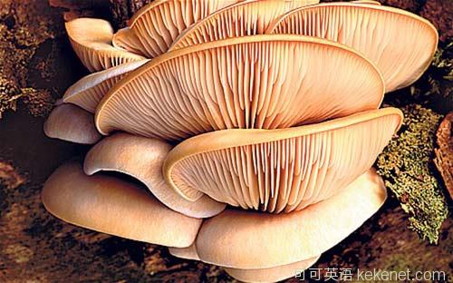 The British fall in love with mushrooms and eat 120,000 tons a year.jpg