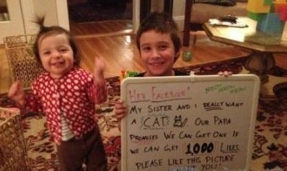 Brothers and sisters want to raise a cat. Collect 1,000 "likes" on Facebook.jpg