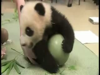 The baby pandas play with the ball and the crowds: It’s a panda that will roll! .jpg