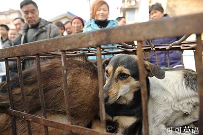 Seeing through the dog stealing behavior behind the dog meat trade.jpg