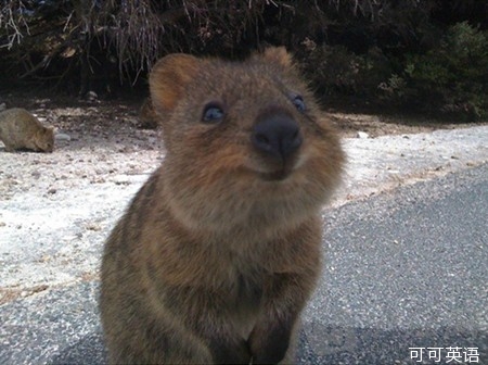 The smiling short-tailed kangaroo: The happiest cute thing in the world.jpg