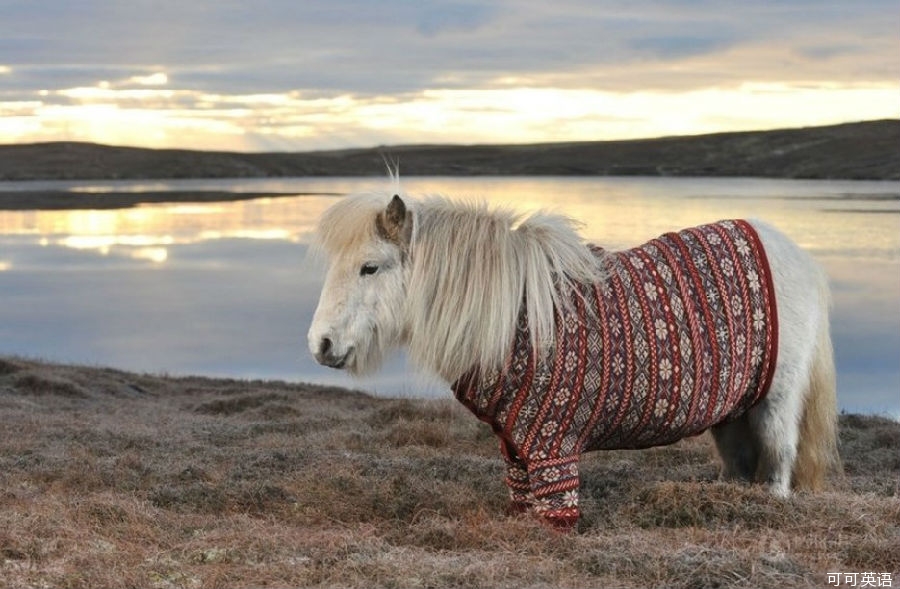 Pygmy horse wears a sweater. When the Scottish tourism ambassador.jpg