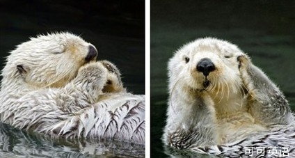 The cute otter sells cuteness in front of the camera: people are very shy and show sneak shots! .jpg