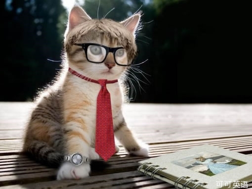 Meow stars are against the sky again: learn six workplace principles from meow stars.jpg