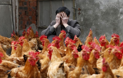 Concerns about the spread of H7N9 avian influenza across borders.jpg